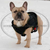 French Bulldog Best Harness for Daily Use and Training