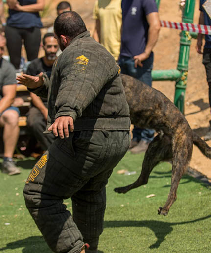 english bulldog extra strong protection bite suit for training black