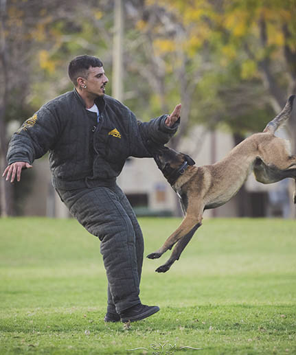 english bulldog full protection bite suit black