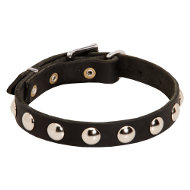 Boston Terrier Collar of Narrow Leather with Studs for Walking