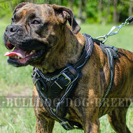 Boxer Dog Chest Harness Leather with Barbed Wire Handpainting