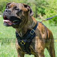 Boxer Dog Chest Harness of Leather for Attack and Agitation