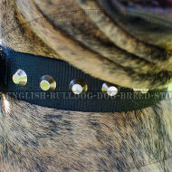 Boxer Dog Collar of Nylon with Pyramids for Walks and Training