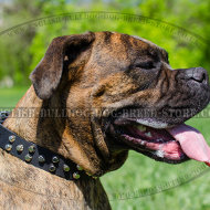Boxer Dog Leather Collar with Silver-Like Cones of Fancy Design
