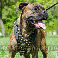 Boxer Dog Leather Harness of Royal Design and Top Quality