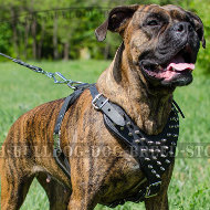 Boxer Dog Walking Harness of Quality Leather with Spikes