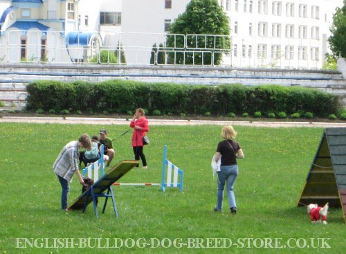 Dog Agility Seesaw UK