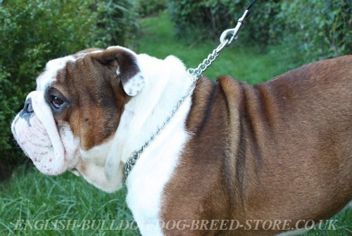Bulldog Chain Collars