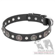 Beglamour Your English Bulldog with Charming
Leather Dog Collar