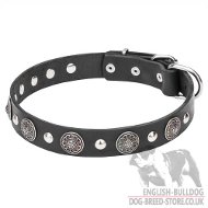 Beglamour Your English Bulldog with Charming
Leather Dog Collar