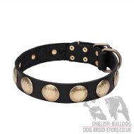 "Day Star" Leather Bulldog Collar with Goldish Brass Plates