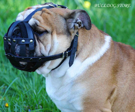 English Bulldog Muzzles UK