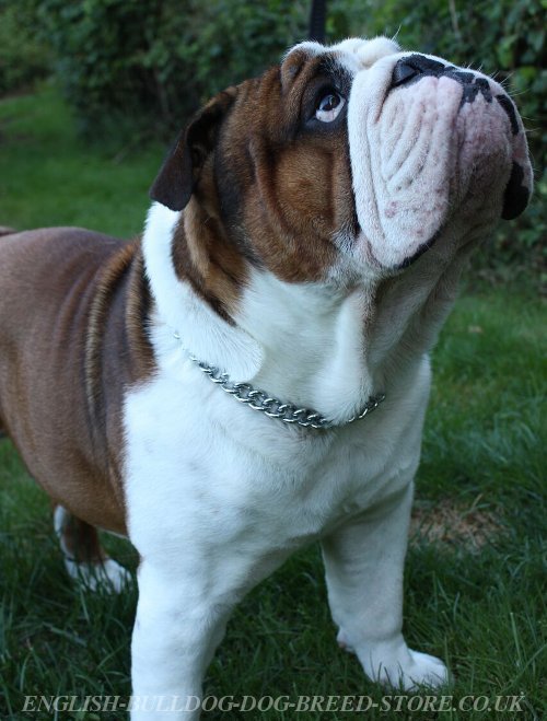 Bulldog Show Collars