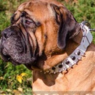 Bullmastiff Collar for Walking, Spiked and Studded White Leather Bullmastiff Collar for Walking, Spiked and Studded White Leather