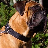 Bullmastiff Collar of Nylon for Any Weather Walking and Training
