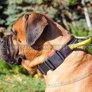Bullmastiff Collar of Nylon with Handle and Quick-Detach Buckle