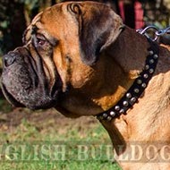 Bullmastiff Collar of Leather with Decorative Pyramids for Walks