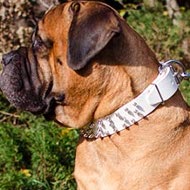 Bullmastiff Collar of White Leather with Spikes 3 Rows for Walks Bullmastiff Collar of White Leather with Spikes 3 Rows for Walks