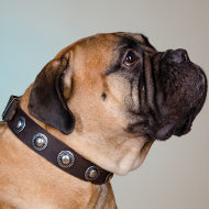 Bullmastiff Collar of Leather with Vintage Conchos, Cool Design