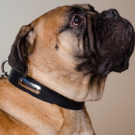 Name Plate Dog Collar for Bullmastiff, Selected Leather