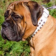 Bullmastiff Collar White Leather with Caterpillar Square Studs Bullmastiff Collar White Leather with Caterpillar Square Studs
