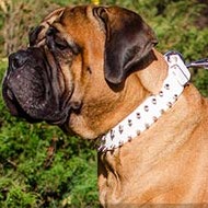 Bullmastiff Collar in White Leather with Shiny Spikes Two Rows Bullmastiff Collar in White Leather with Shiny Spikes Two Rows