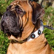 Bullmastiff Dog Collar of Pure White Leather with Blue Stones Bullmastiff Dog Collar of Pure White Leather with Blue Stones