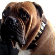 Bullmastiff Collar for Elegant Look, Comfort & Reliable Control