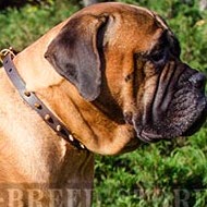 Bullmastiff Dog Collar for Walk, Narrow Leather and Brass Spikes