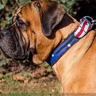 Bullmastiff Dog Collar Designer with Stars and Stripes, Leather