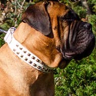 Bullmastiff Dog Collar White Leather Caterpillar Brass Studs Bullmastiff Dog Collar White Leather Caterpillar Brass Studs
