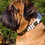 Bullmastiff Dog Collar of White Leather with Plates and Spikes Bullmastiff Dog Collar of White Leather with Plates and Spikes