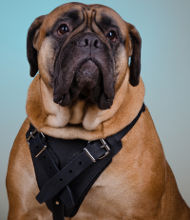 Bullmastiff Harness of Strong Leather for Training and Working