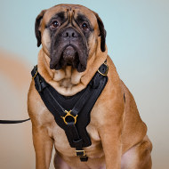 Large Leather Dog Harness Soft Felt Padded for Bullmastiff