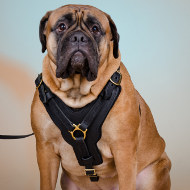 Bullmastiff Harness UK