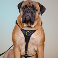 Bullmastiff Leather Harness with Brass Hardware for Easy Walking