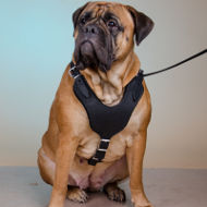 Bullmastiff Dog Harness