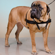 Bullmastiff Weight Pulling Harness of Leather, Sporting Dog Gear