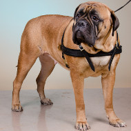 Bullmastiff Breed UK