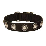 Nylon Dog Collar with Silver-Like Conchos for English Bulldog