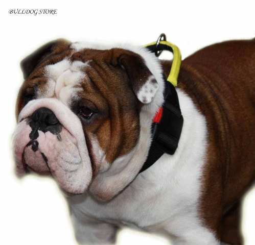 English Bulldog wearing the collar