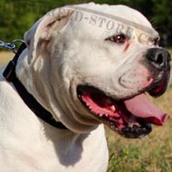Collar of American Bulldog of Nylon with Quick-Release Buckle