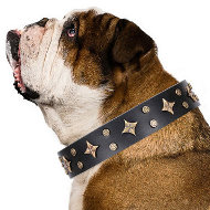 Collar for English Bulldog "A La Mode" FDT Artisan Black Leather