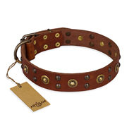 Collar for English Bulldogs "Unfailing Charm" FDT Artisan Collar for English Bulldogs "Unfailing Charm" FDT Artisan