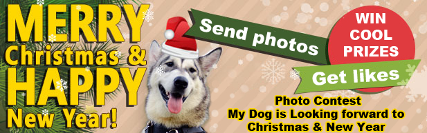 English Bulldog Store Photo Contest Christmas Contest