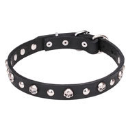 Cool English Bulldog Collar Narrow Leather with Skulls and Studs