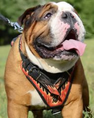 Designer Dog Harness with Flame Painting for English Bulldog