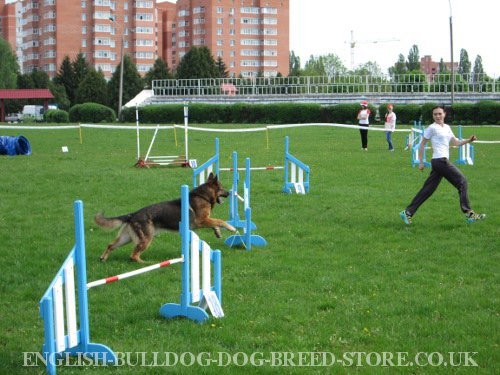 Dog Agility Levels