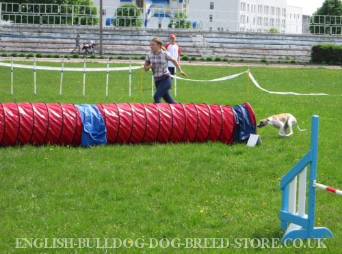 Dog Agility Equipment UK