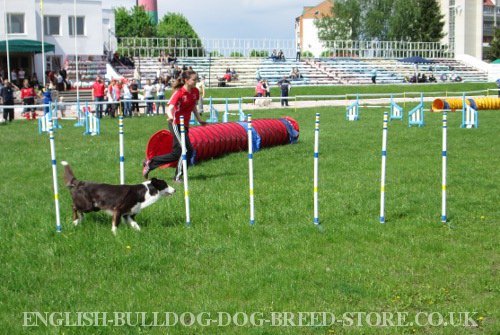 Dog Agility Weave Poles